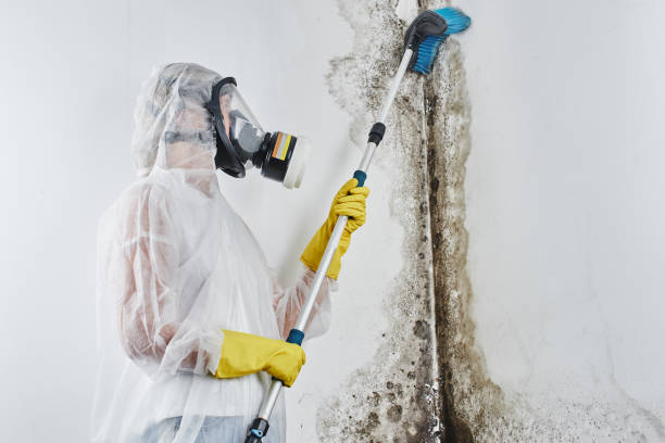 Trusted Rogers City, MI Mold Remediation Experts